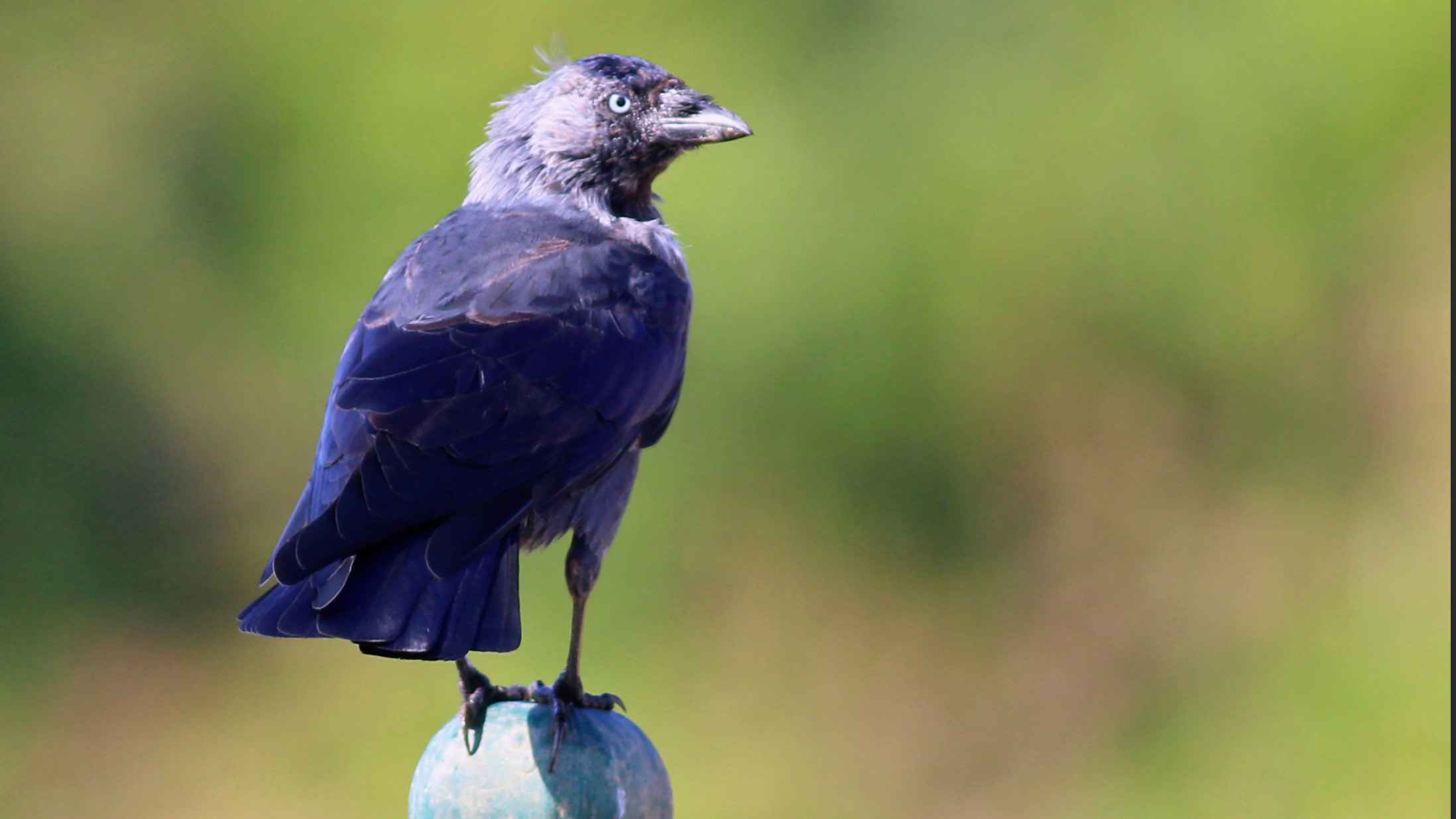 Eurasian Jackdaw